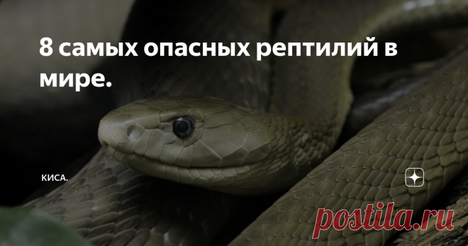 8 самых опасных рептилий в мире. Рептилий можно назвать самыми страшными животными в мире. Кроме этого они и самые смертоносные. И неудивительно, что у многих людей даже безобидная домашняя змейка вызывает чувство страха и отвращения. На самом деле эти рептилии вовсе не жестоки, по своей природе, они просто пытаются так выжить и защититься от хищников.
Королевская кобра.
У королевской коброй очень сильный яд, который она