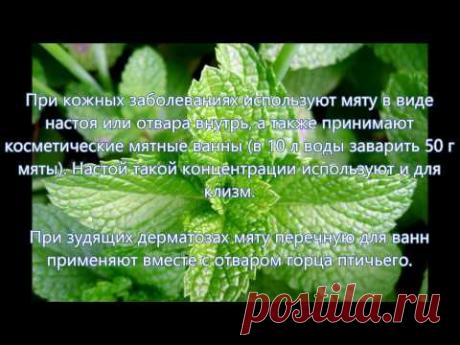 Настойка мяты перечной, инструкция по применению, рецепт приготовления