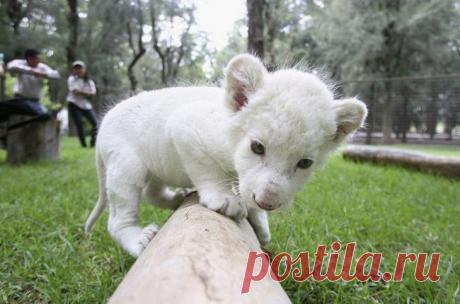 17 мимишных детенышей, перед чьим обаянием не устоит и самый черствый человек
