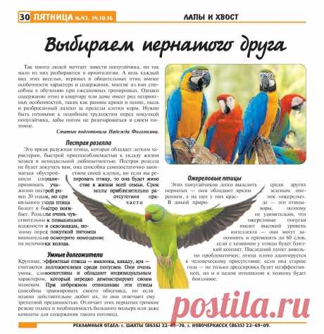 Выбираем пернатого друга (попугая)