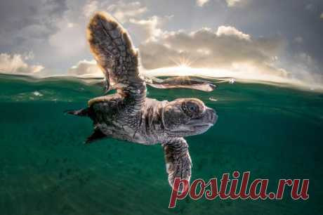 Лучшие фотографии из жизни океанов Ocean Photographer of the Year 2021