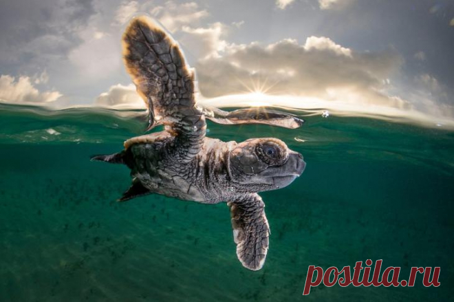 Лучшие фотографии из жизни океанов Ocean Photographer of the Year 2021
