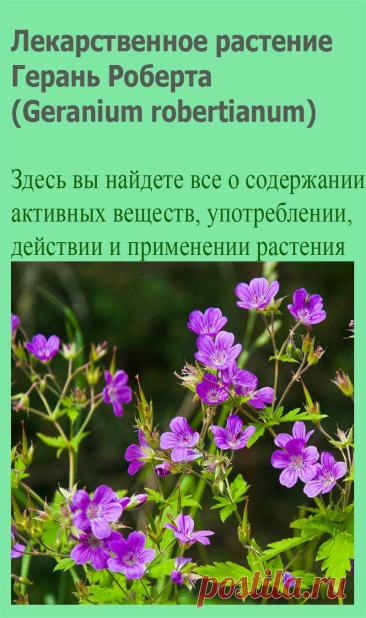 Лекарственное растение Герань Роберта (Geranium robertianum). Однолетнее растение высотой 20—50 см. По причине неприятного запаха ее еще называют вонючкой. Стебель прямой, часто с красноватым опенком, железисто-опушенный. Листья 3-5-перистораздельные, сегменты с торчащим опушением, дваждыперисторассеченные. Цветки обычно по два на одной цветоножке.