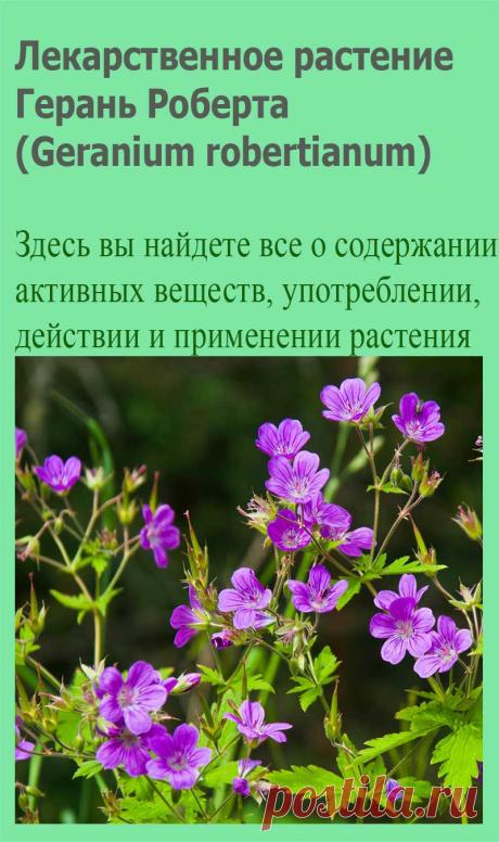 Лекарственное растение Герань Роберта (Geranium robertianum). Однолетнее растение высотой 20—50 см. По причине неприятного запаха ее еще называют вонючкой. Стебель прямой, часто с красноватым опенком, железисто-опушенный. Листья 3-5-перистораздельные, сегменты с торчащим опушением, дваждыперисторассеченные. Цветки обычно по два на одной цветоножке.