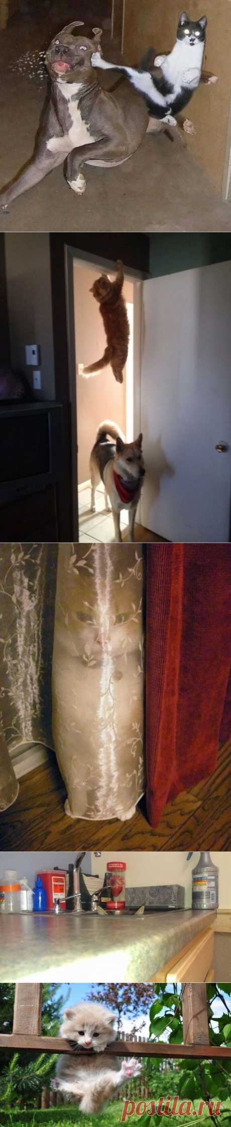 Коты ниндзя и их трюки