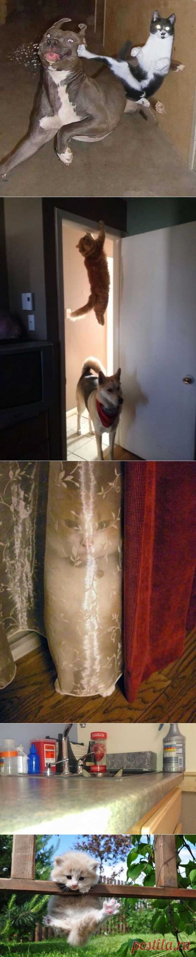 Коты ниндзя и их трюки
