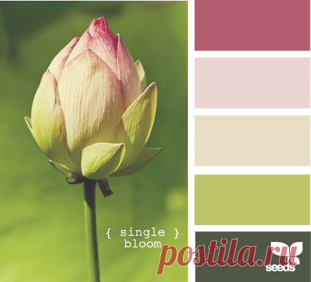 Цветы, деревья — источник вдохновения! | BepHuK собирает друзей