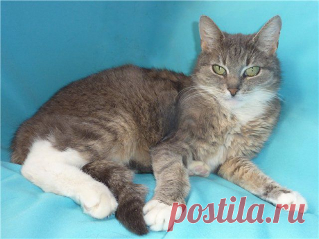 Москва, Сергиев Посад
Отдается в добрые, заботливые и любящие руки миниатюрная ласковая киса Дымка.
Дымке 1,5 года, она здорова, стерилизована, привита.
Нежная серо-голубая шерстка и изумрудно-зелёные глаза не оставят Вас равнодушными.
Дымка принесет счастье и удачу в Ваш дом.
Звоните и приезжайте за кисой.
89162236187 Алена