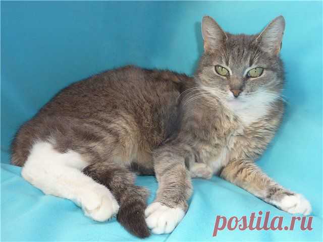 Москва, Сергиев Посад
Отдается в добрые, заботливые и любящие руки миниатюрная ласковая киса Дымка.
Дымке 1,5 года, она здорова, стерилизована, привита.
Нежная серо-голубая шерстка и изумрудно-зелёные глаза не оставят Вас равнодушными.
Дымка принесет счастье и удачу в Ваш дом.
Звоните и приезжайте за кисой.
89162236187 Алена