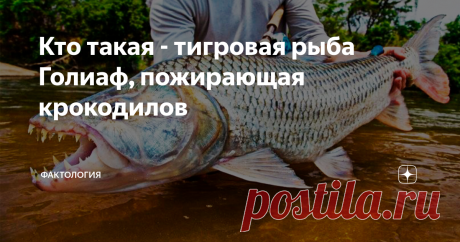 Кто такая - тигровая рыба Голиаф, пожирающая крокодилов В одной из передач я увидел, как рыбак показывал свой улов – гигантскую рыбу Тигровый Голиаф. Ее внешний вид и размеры удивляют, хотя она сразу была отпущена, подробностей не сообщили. Мне стало интересно узнать побольше о таком представителе водной фауны. Для этого нужно было познакомиться с африканской природой, средой обитания мбенги или водяной собаки. Так называют монстра местные жители. Латинское название Hydroc...