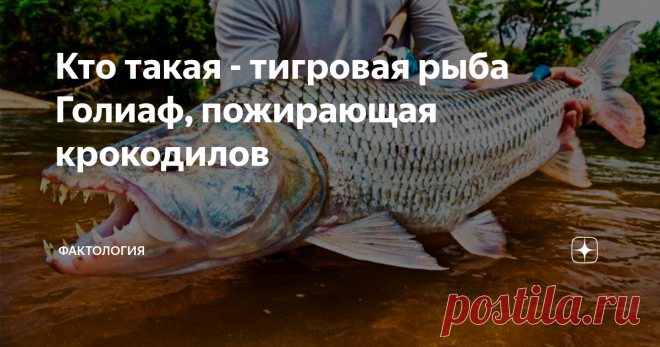 Кто такая - тигровая рыба Голиаф, пожирающая крокодилов В одной из передач я увидел, как рыбак показывал свой улов – гигантскую рыбу Тигровый Голиаф. Ее внешний вид и размеры удивляют, хотя она сразу была отпущена, подробностей не сообщили. Мне стало интересно узнать побольше о таком представителе водной фауны. Для этого нужно было познакомиться с африканской природой, средой обитания мбенги или водяной собаки. Так называют монстра местные жители. Латинское название Hydroc...