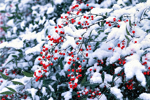 ЗАСНЕЖЕННАЯ РЯБИНА