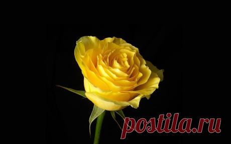 Фото желтая роза | Роза королева цветов