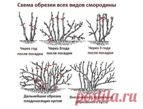 Одноклассники 10 ЗОЛОТЫХ ПРАВИЛ ОБРЕЗКИ СМОРОДИНЫ
