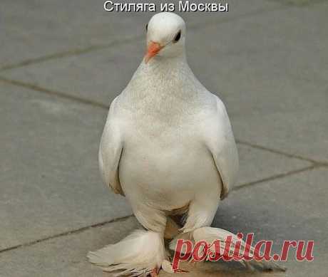п