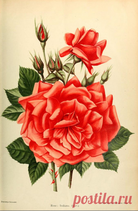 Rose Indiana