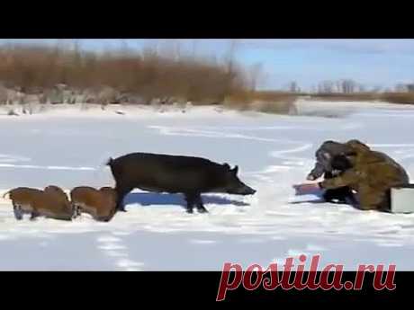 Дикие поросята с мамой пришли к рыбакам  просить рыбки