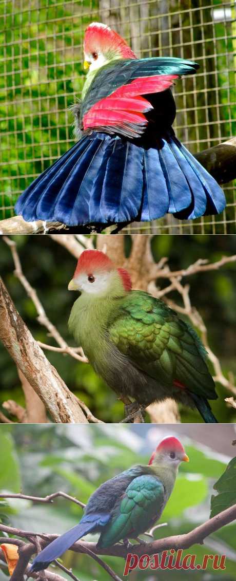 Краснохохлый турако - птица, перья которой являются музейными экспонатами.