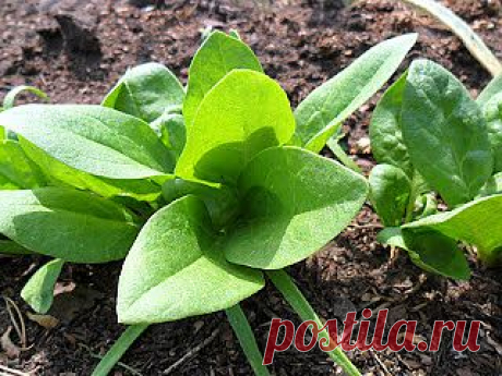 Вкусный Огород: Шпинат, май-июль, фото
Шпинат – замечательная зеленная овощная культура. Наряду с салатом, шпинат весной одним из первых радует нас сочной, вкусной зеленью. Для посадки шпината я использую заготовленные самостоятельно семена, которые вырастить очень просто.