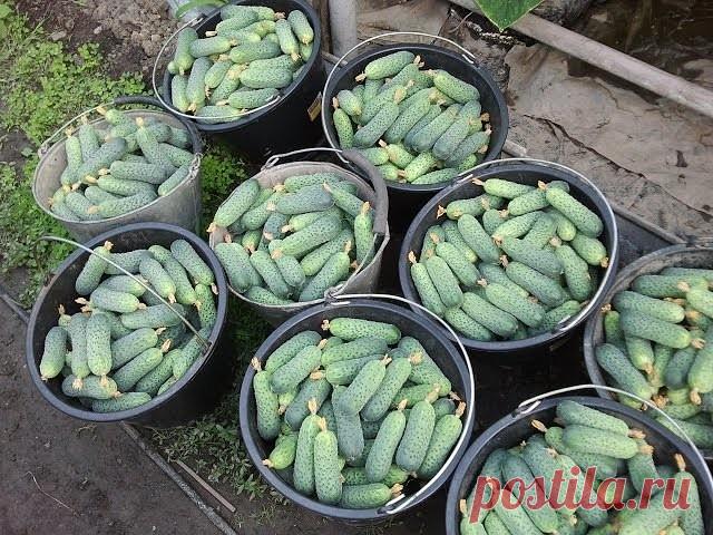 Одноклассники