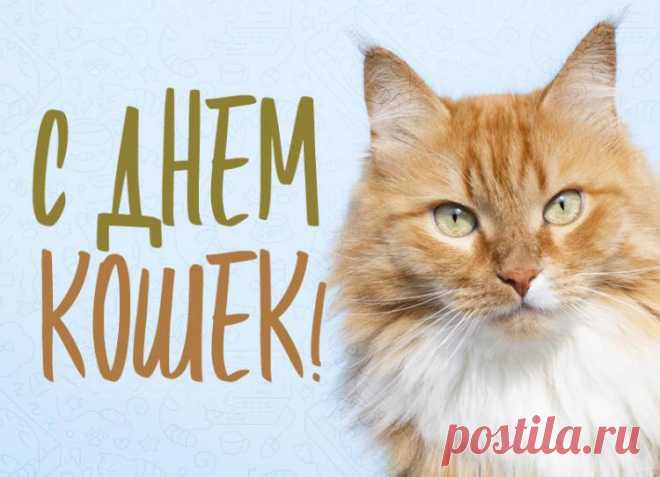 День кошек