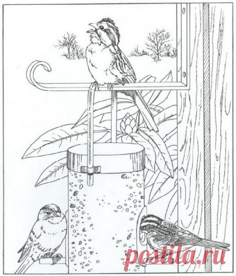 kleurplaat Natuur rondom het huis - vogels | Kleuren voor volwassen