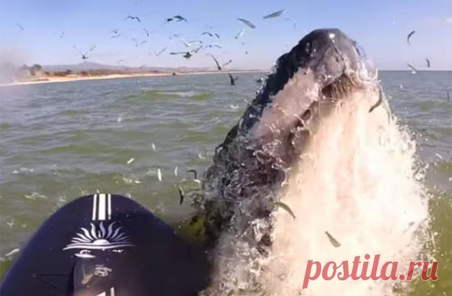 Серфингистка с флейтой приманила кита очаровательной мелодией