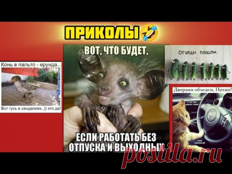 работай без выходных, ходи в сандалиях, ехай дворами смотри смешные картинки мемы котики приколы  🤣