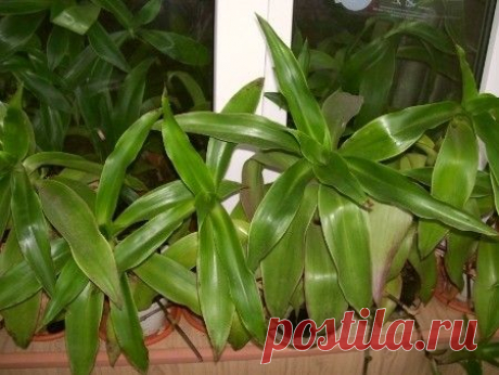 Золотой ус — источник целебной силы
Каллизия душистая, имеющая второе название — золотой ус, наделен природой уникальными свойствами, которые еще не до конца изучены. Содержащиеся в нем активные вещества, микроэлементы оказывают положительное воздействие на весь организм.