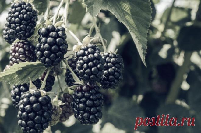 Ежевика - полезные свойства. Какими витаминами и минералами богата ежевика? Ягоды ежевики обладают многими полезными для здоровья свойствами. Благодаря содержанию мощных антиоксидантов, они являются одним из основных элементов противораковой диеты.