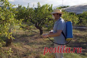 Бордоская смесь: инструкция, как приготовить и применить фунгицид - Good-Tips.Pro - Полезный журнал