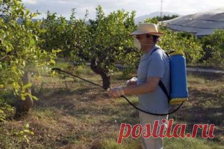 Бордоская смесь: инструкция, как приготовить и применить фунгицид - Good-Tips.Pro - Полезный журнал