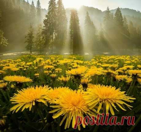 В Июль катилось Лето...
-----------------------