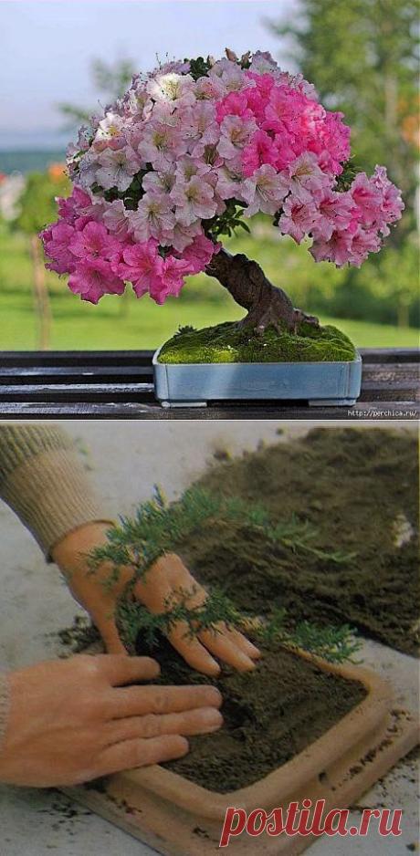 Как правильно самостоятельно вырастить бонсай.