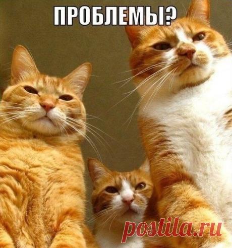 Новый выпуск с котиками - 12 октября - страница 4