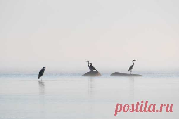 Свой среди чужих. Баклан и серые цапли ранним утром на берегу Куршского залива. Калининградская область. Снимал Валерий Притченко.