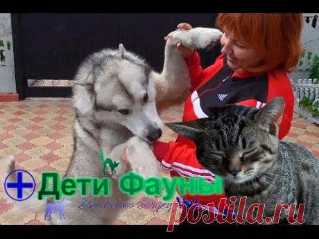 Маламут. Бравекто, стоит применять или нет?