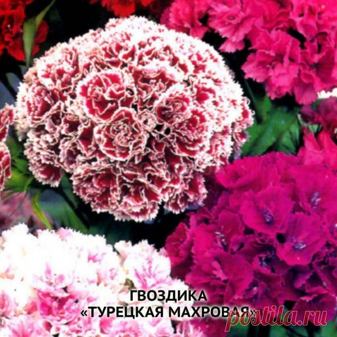 Семена гвоздики турецкой махровой, смесь, ТМ OGOROD - 1 грамм (750 семян) купить недорого в интернет-магазине семян OGOROD.ua