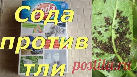 Кальцинированная сода против тли