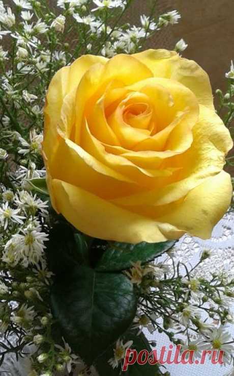roses - Comunidade - Google+  |  Pinterest • Всемирный каталог идей