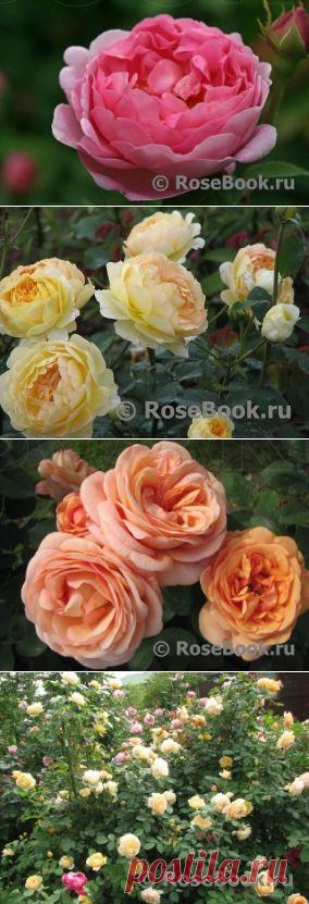 АНГЛИЙСКИЕ РОЗЫ (DAVID AUSTIN ROSES) | Самоцветик