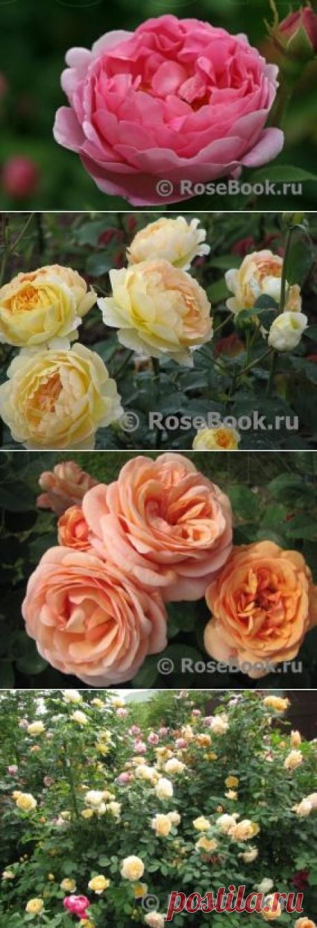 АНГЛИЙСКИЕ РОЗЫ (DAVID AUSTIN ROSES) | Самоцветик