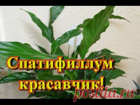 Цветы, распродажа и пересадка и результат!  Как ответили цветы на мою заботу!?