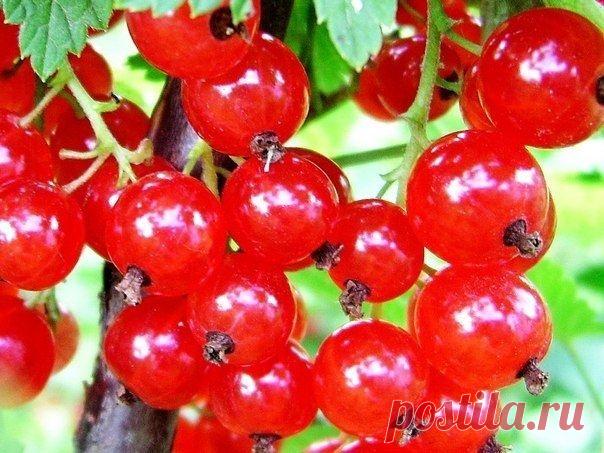 Смородина. Что нужно делать весной? - Садоводка