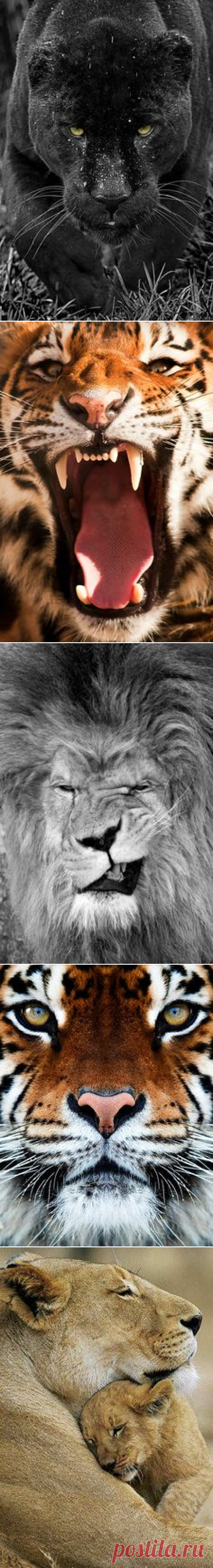 Big Big Cats on Pinterest