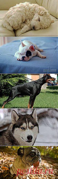 красивое фото собачек: 2 млн изображений найдено в Яндекс.Картинках