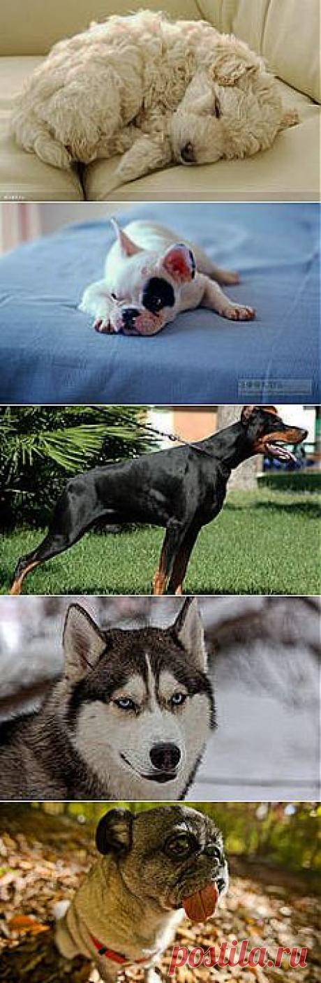 красивое фото собачек: 2 млн изображений найдено в Яндекс.Картинках