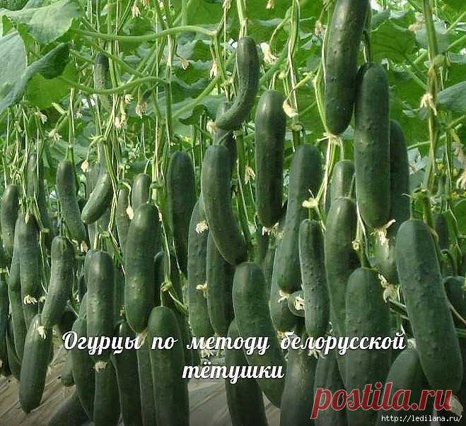 Домашний уют | Записи в рубрике Домашний уют | Дневник LediLana 