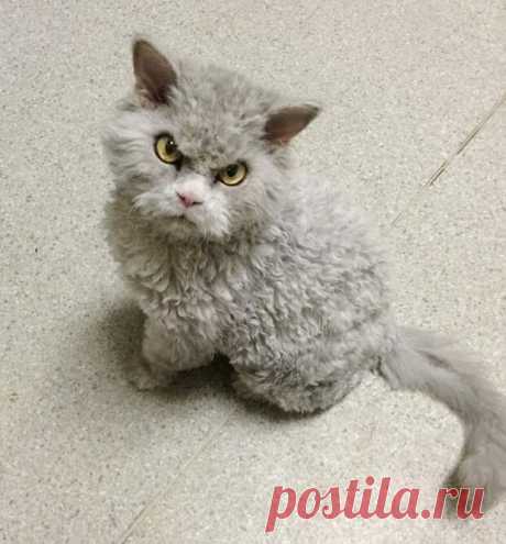 Хмурый кот, у которого есть привычка смотреть в упор, не двигаясь - МирТесен