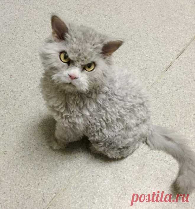Хмурый кот, у которого есть привычка смотреть в упор, не двигаясь - МирТесен